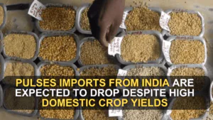 Pulses Imports from India Are Expected to Drop Despite High Domestic Crop Yields